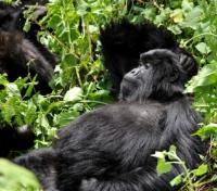 Gorilla Relaxing in the Sun